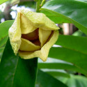 Annona muricata, corossolier, sapadille, graviola, corossol, soursop, Annona macrocarpa, Annonaceae, graines, seeds