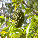 Annona muricata, corossolier, sapadille, graviola, corossol, soursop, Annona macrocarpa, Annonaceae, graines, seeds