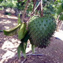 Annona muricata, corossolier, sapadille, graviola, corossol, soursop, Annona macrocarpa, Annonaceae, graines, seeds