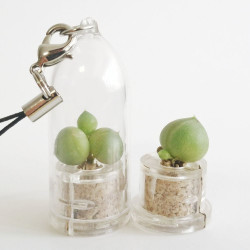 Babyplante String of Pearls - Mini plante cactus Senecio rowleyanus - porte clé
