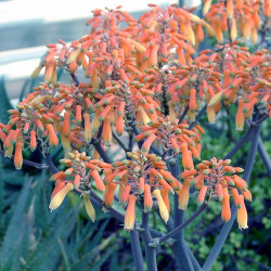 Aloe striata, Aloe Corail, Aloès corail, Coral aloe, Aloe strié, Asphodelaceae, succulente
