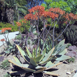 Aloe striata, Aloe Corail, Aloès corail, Coral aloe, Aloe strié, Asphodelaceae, succulente