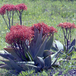 Aloe striata, Aloe Corail, Aloès corail, Coral aloe, Aloe strié, Asphodelaceae, succulente