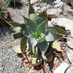 Aloe striata, Aloe Corail, Aloès corail, Coral aloe, Aloe strié, Asphodelaceae, succulente