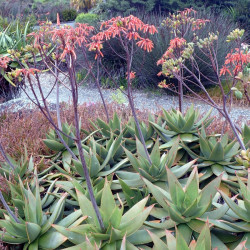 Aloe striata, Aloe Corail, Aloès corail, Coral aloe, Aloe strié, Asphodelaceae, succulente