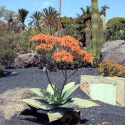 Aloe striata, Aloe Corail, Aloès corail, Coral aloe, Aloe strié, Asphodelaceae, succulente