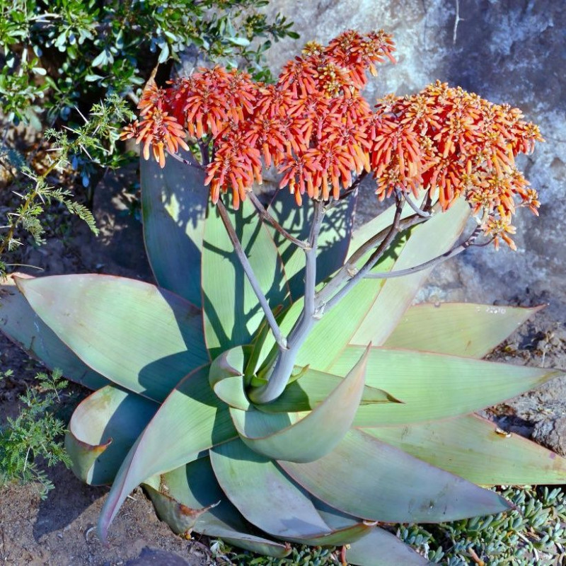 Aloe striata, Aloe Corail, Aloès corail, Coral aloe, Aloe strié, Asphodelaceae, succulente