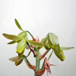 Albuca spiralis, Falconera spiralis, Ornithogalum circinatum, Ornithogalum volutare, Corkscrew Albuca, Fleurs