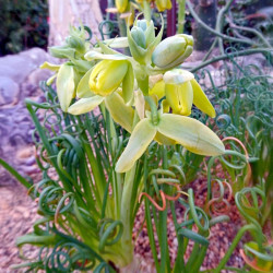 Albuca spiralis, Falconera spiralis, Ornithogalum circinatum, Ornithogalum volutare, Corkscrew Albuca, Frizzle sizzle