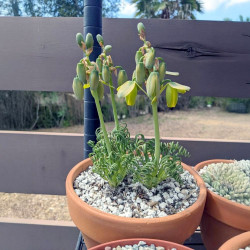 Albuca spiralis, Falconera spiralis, Ornithogalum circinatum, Ornithogalum volutare, Corkscrew Albuca, Frizzle sizzle