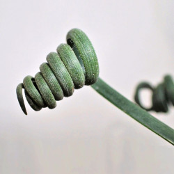 Albuca spiralis, Falconera spiralis, Ornithogalum circinatum, Ornithogalum volutare, Corkscrew Albuca, Plante tire-bouchon