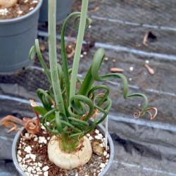 Albuca spiralis, Falconera spiralis, Ornithogalum circinatum, Ornithogalum volutare, Corkscrew Albuca, Plante tire-bouchon