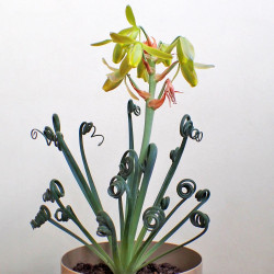 Albuca spiralis, Falconera spiralis, Ornithogalum circinatum, Ornithogalum volutare, Corkscrew Albuca, Fleurs