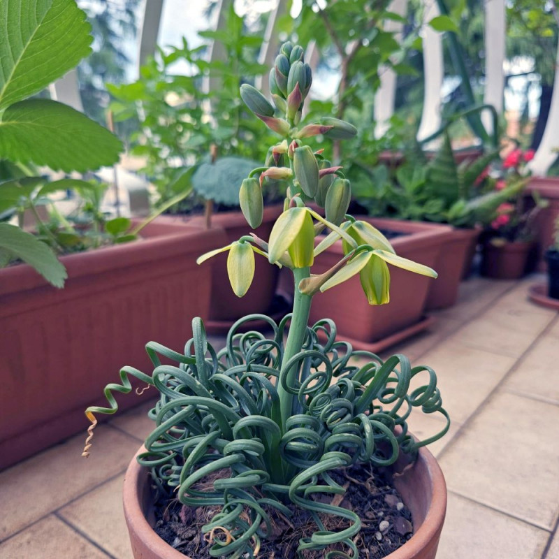 Albuca spiralis, Falconera spiralis, Ornithogalum circinatum, Ornithogalum volutare, Corkscrew Albuca, Frizzle sizzle