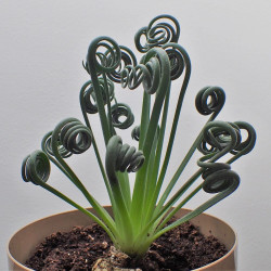 Albuca spiralis, Falconera spiralis, Ornithogalum circinatum, Ornithogalum volutare, Corkscrew Albuca, Plante tire-bouchon