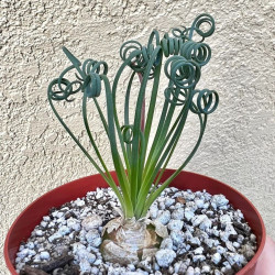 Albuca spiralis, Falconera spiralis, Ornithogalum circinatum, Ornithogalum volutare, Corkscrew Albuca, Plante tire-bouchon