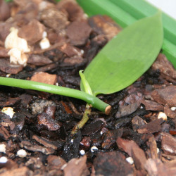 Boutures de Vanille Vanilla planifolia Orchidée Vanillier Bourbon