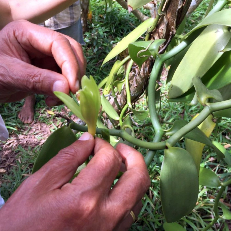 Vanille Vanilla planifolia Orchidée Vanillier Bourbon fleurs fécondation à la main
