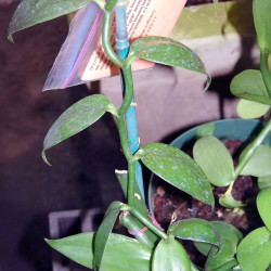 1 Bouture Vanilla planifolia 100 cm (orchidée Vanille)
