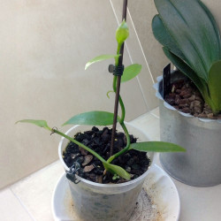 Boutures de Vanille Vanilla planifolia Orchidée Vanillier Bourbon plant pot