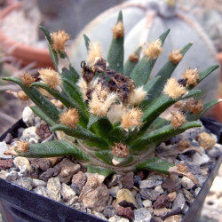 Ariocarpus agavoides, Cactaceae, Mexique, cactus rare CITES, Tamaulipas living rock cactus