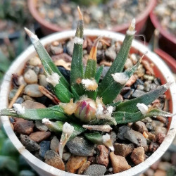 Ariocarpus agavoides, Cactaceae, Mexique, cactus rare CITES, Tamaulipas living rock cactus