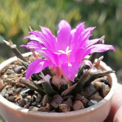 Ariocarpus agavoides, Cactaceae, Mexique, cactus rare CITES, Tamaulipas living rock cactus