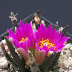Ariocarpus agavoides, Cactaceae, Mexique, cactus rare CITES, Tamaulipas living rock cactus