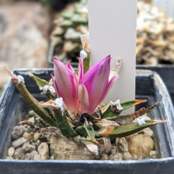 Ariocarpus agavoides, Cactaceae, Mexique, cactus rare CITES, Tamaulipas living rock cactus