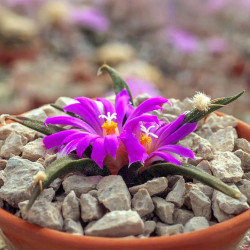 Ariocarpus agavoides, Cactaceae, Mexique, cactus rare CITES, Tamaulipas living rock cactus