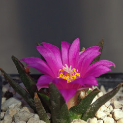 Ariocarpus agavoides, Cactaceae, Mexique, cactus rare CITES, Tamaulipas living rock cactus