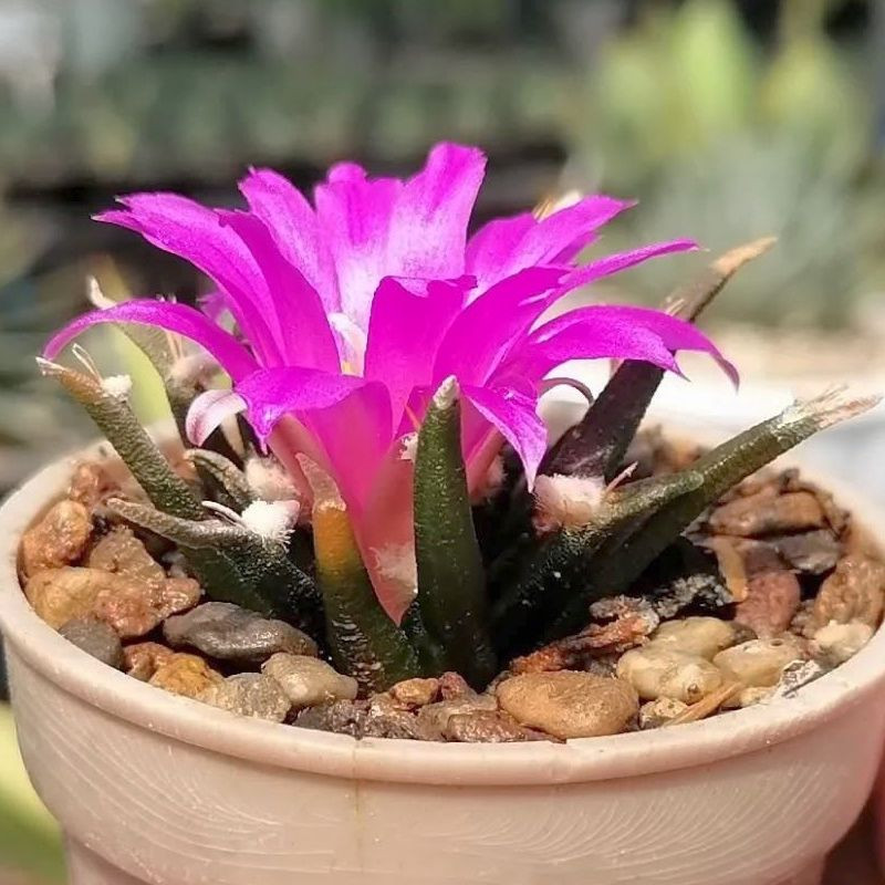 Ariocarpus agavoides, Cactaceae, Mexique, cactus rare CITES, Tamaulipas living rock cactus