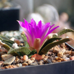 Ariocarpus agavoides, Cactaceae, Mexique, cactus rare CITES, Tamaulipas living rock cactus