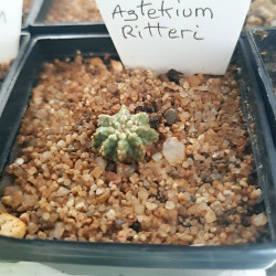 Aztekium ritteri, cactus aztèque de Ritter, Cactaceae, cactacée endémique du nord-est du Mexique