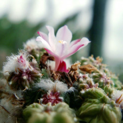 Aztekium ritteri, cactus aztèque de Ritter, Cactaceae, cactacée endémique du nord-est du Mexique