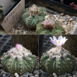 Aztekium ritteri, petit cactus globulaire mexicain