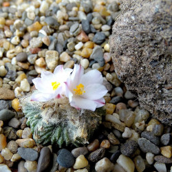 Aztekium ritteri, cactus aztèque de Ritter, Cactaceae, cactacée endémique du nord-est du Mexique