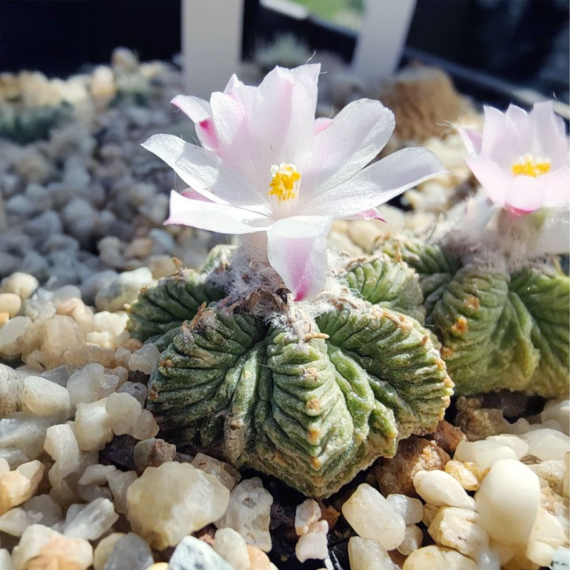 Aztekium ritteri, petit cactus globulaire mexicain
