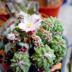 Aztekium ritteri, cactus aztèque de Ritter, Cactaceae, cactacée endémique du nord-est du Mexique