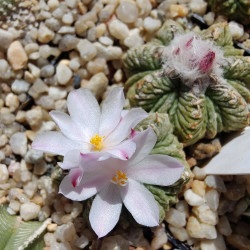 Aztekium ritteri, cactus aztèque de Ritter, Cactaceae, cactacée endémique du nord-est du Mexique