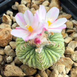 Aztekium ritteri, petit cactus globulaire mexicain