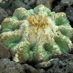 Aztekium ritteri, cactus aztèque de Ritter, Cactaceae, cactacée endémique du nord-est du Mexique