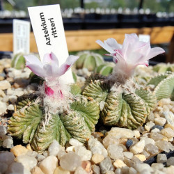 Aztekium ritteri, cactus aztèque de Ritter, Cactaceae, cactacée endémique du nord-est du Mexique