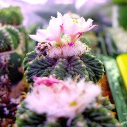 Aztekium ritteri, cactus aztèque de Ritter, Cactaceae, cactacée endémique du nord-est du Mexique