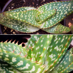 Aloe burgersfortensis, succulente de la famille des Asphodelaceae, Burgersfort, Mpumalanga, Afrique du Sud