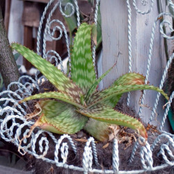 Aloe burgersfortensis, succulente de la famille des Asphodelaceae, Burgersfort, Mpumalanga, Afrique du Sud