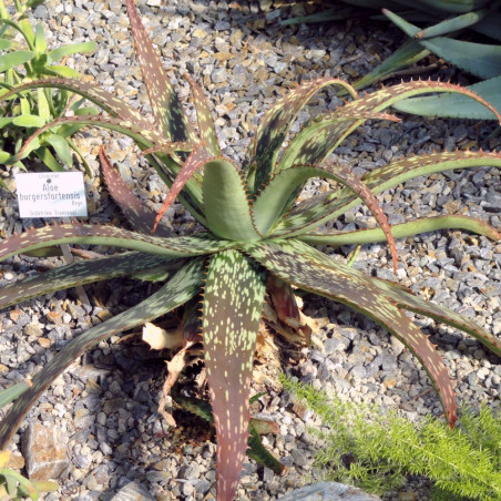 Aloe burgersfortensis, succulente de la famille des Asphodelaceae, Burgersfort, Mpumalanga, Afrique du Sud Aloe burgersfortensis, succulente de la famille des Asphodelaceae, Burgersfort, Mpumalanga, Afrique du Sud