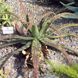 Aloe burgersfortensis, succulente de la famille des Asphodelaceae, Burgersfort, Mpumalanga, Afrique du Sud