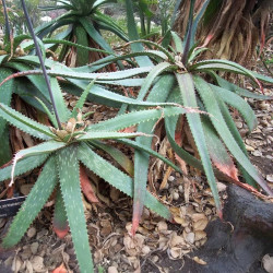 Aloe burgersfortensis, succulente de la famille des Asphodelaceae, Burgersfort, Mpumalanga, Afrique du Sud