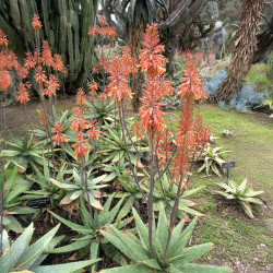 Aloe burgersfortensis, succulente de la famille des Asphodelaceae, Burgersfort, Mpumalanga, Afrique du Sud